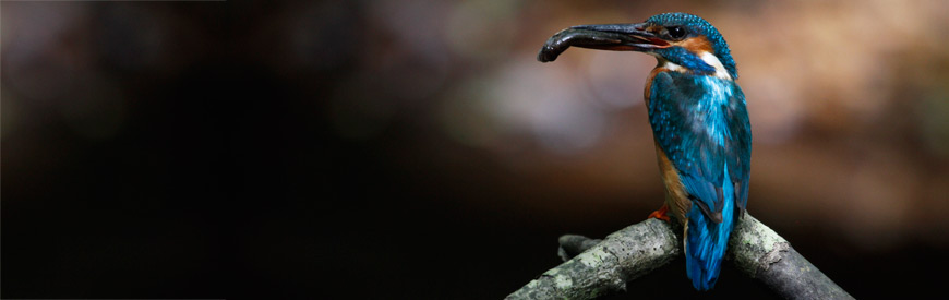 Kingfisher on Mew Forest Stream